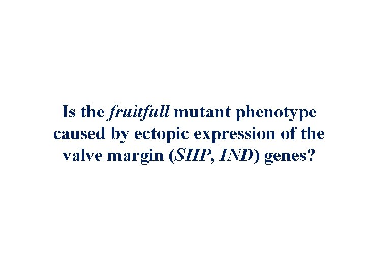 Is the fruitfull mutant phenotype caused by ectopic expression of the valve margin (SHP,