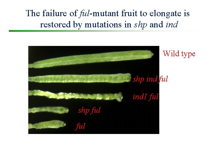 The failure of ful-mutant fruit to elongate is restored by mutations in shp and