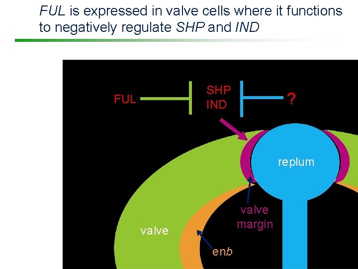 FUL is expressed in valve cells where it functions to negatively regulate SHP and