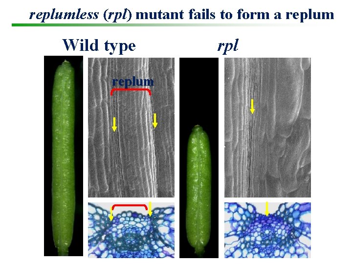 replumless (rpl) mutant fails to form a replum Wild type replum rpl 