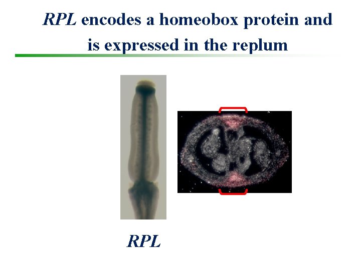 RPL encodes a homeobox protein and is expressed in the replum RPL 