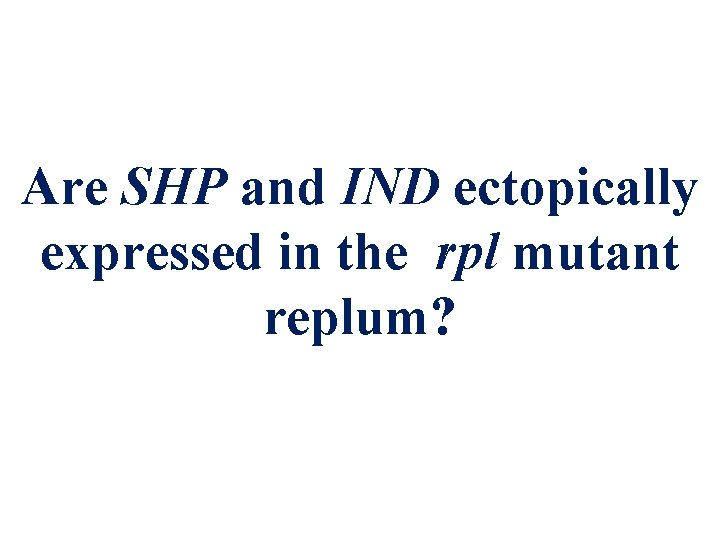 Are SHP and IND ectopically expressed in the rpl mutant replum? 