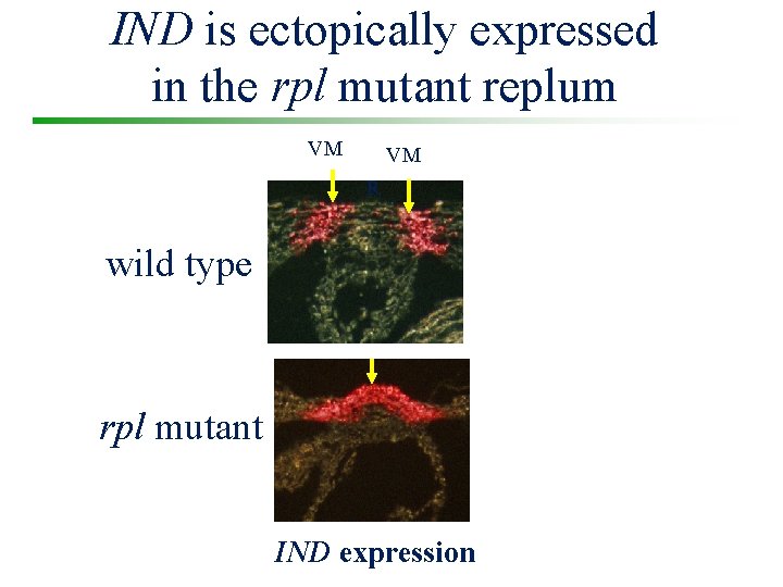 IND is ectopically expressed in the rpl mutant replum VM VM R wild type