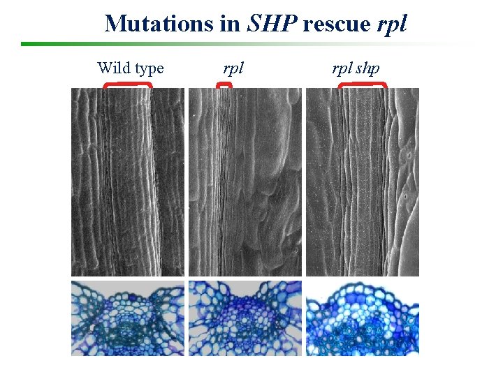 Mutations in SHP rescue rpl Wild type rpl shp 