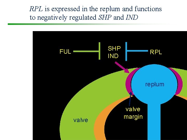 RPL is expressed in the replum and functions to negatively regulated SHP and IND