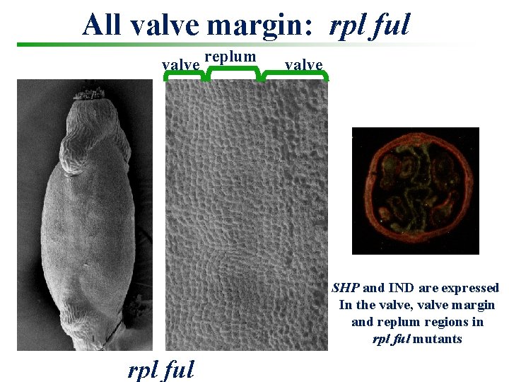 All valve margin: rpl ful valve replum valve SHP and IND are expressed In