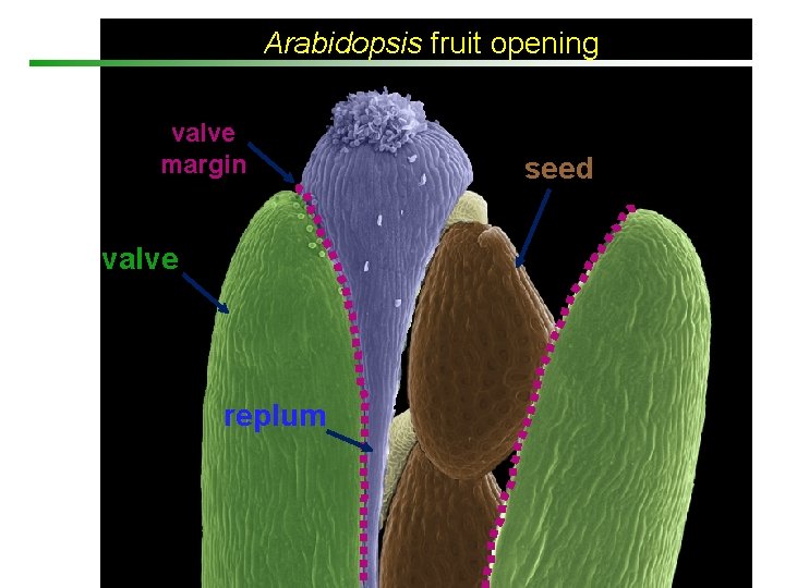 Arabidopsis fruit opening valve margin valve replum seed 