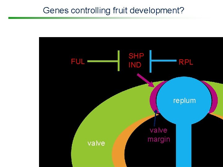 Genes controlling fruit development? SHP IND FUL RPL replum valve margin 