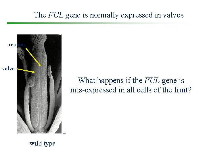 The FUL gene is normally expressed in valves replum valve What happens if the