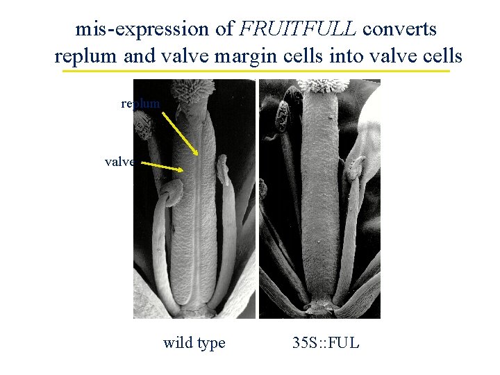 mis-expression of FRUITFULL converts replum and valve margin cells into valve cells replum valve