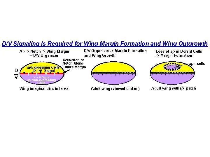 D/V Signaling Is Required for Wing Margin Formation and Wing Outgrowth Ap -> Notch