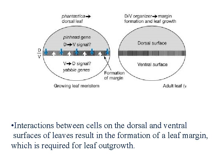  • Interactions between cells on the dorsal and ventral surfaces of leaves result