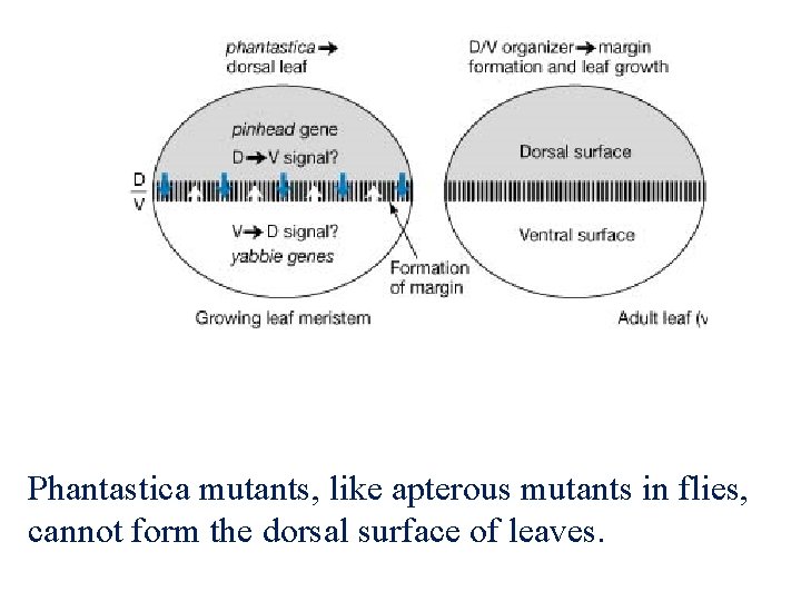 Phantastica mutants, like apterous mutants in flies, cannot form the dorsal surface of leaves.