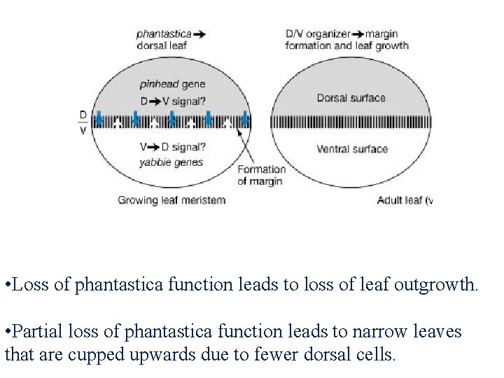  • Loss of phantastica function leads to loss of leaf outgrowth. • Partial