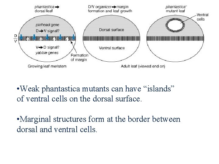  • Weak phantastica mutants can have “islands” of ventral cells on the dorsal