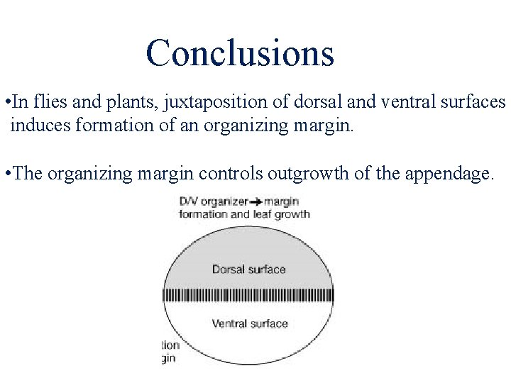 Conclusions • In flies and plants, juxtaposition of dorsal and ventral surfaces induces formation