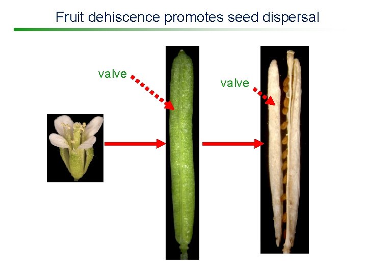 Fruit dehiscence promotes seed dispersal valve 