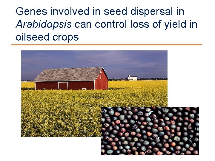 Genes involved in seed dispersal in Arabidopsis can control loss of yield in oilseed