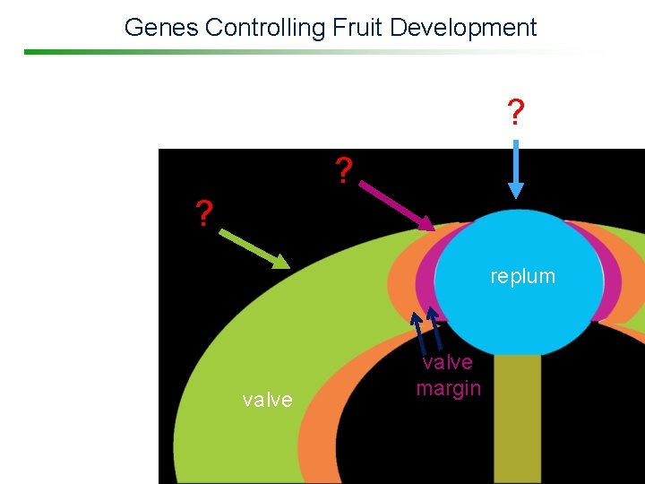 Genes Controlling Fruit Development ? ? ? replum valve margin 