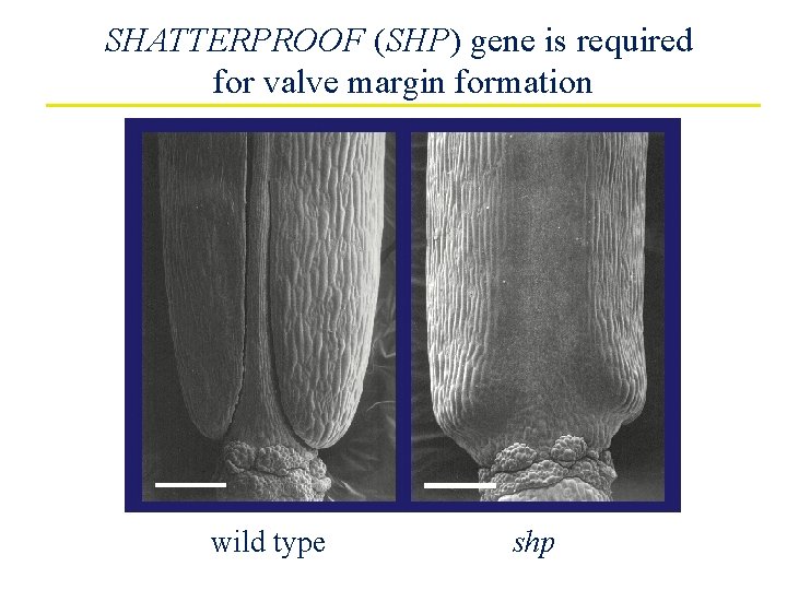 SHATTERPROOF (SHP) gene is required for valve margin formation wild type shp 