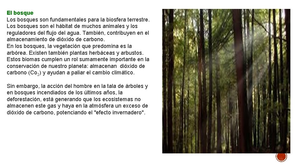 El bosque Los bosques son fundamentales para la biosfera terrestre. Los bosques son el
