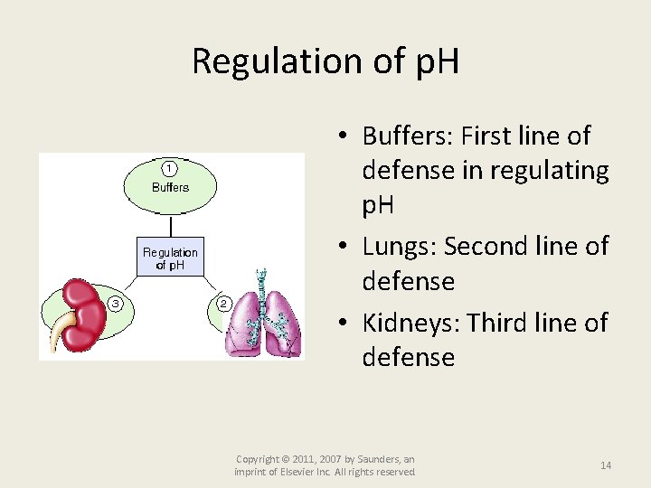 Regulation of p. H • Buffers: First line of defense in regulating p. H