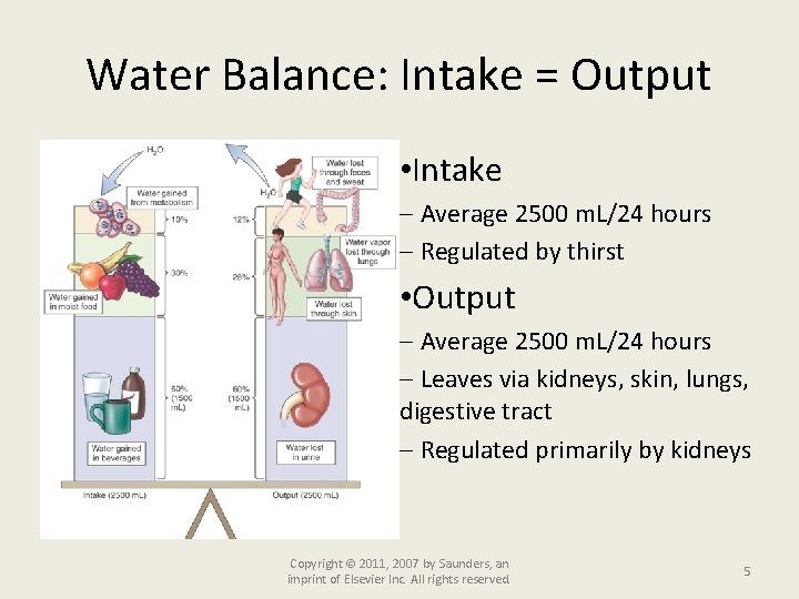 Water Balance: Intake = Output • Intake Average 2500 m. L/24 hours Regulated by