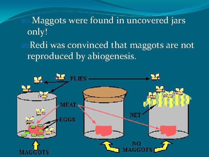  Maggots were found in uncovered jars only! Redi was convinced that maggots are