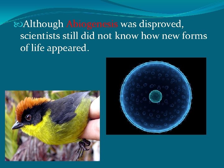  Although Abiogenesis was disproved, scientists still did not know how new forms of