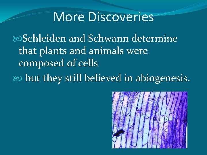 More Discoveries Schleiden and Schwann determine that plants and animals were composed of cells