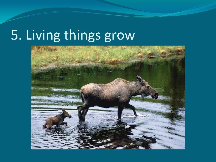 5. Living things grow 