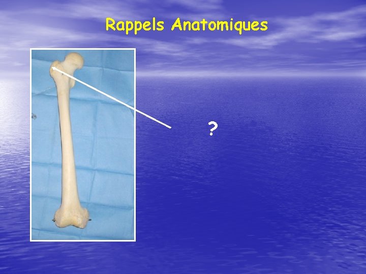 Rappels Anatomiques ? 
