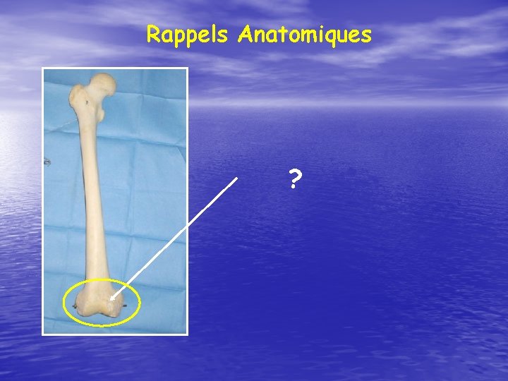 Rappels Anatomiques ? 