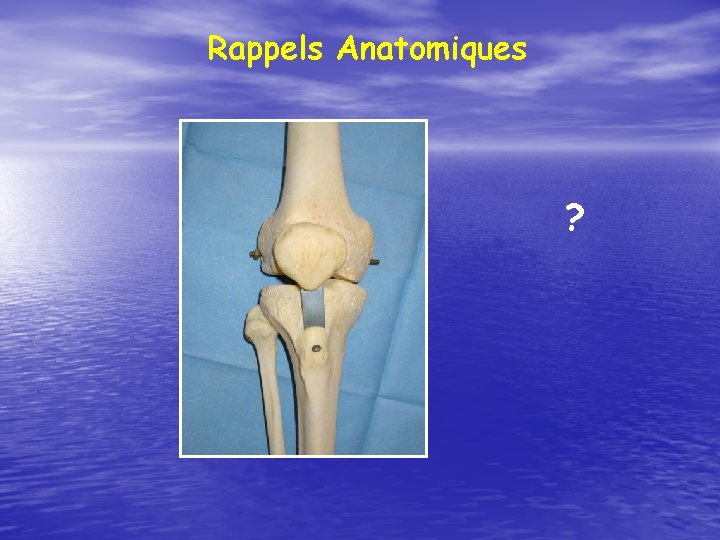 Rappels Anatomiques ? 