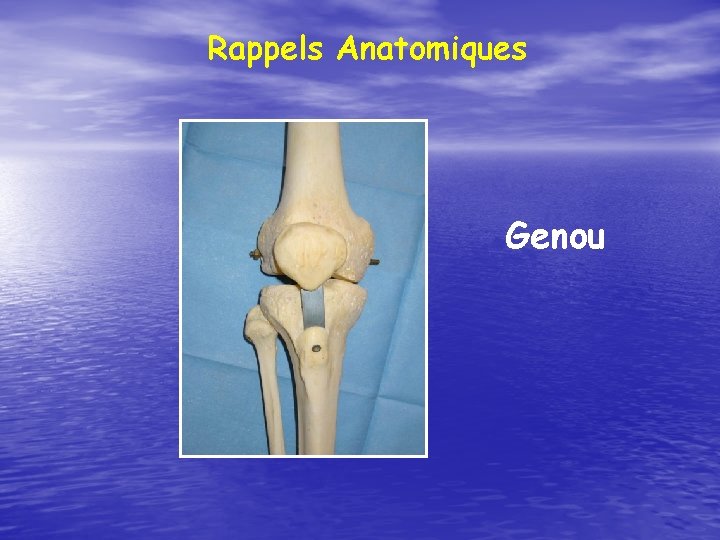 Rappels Anatomiques Genou 