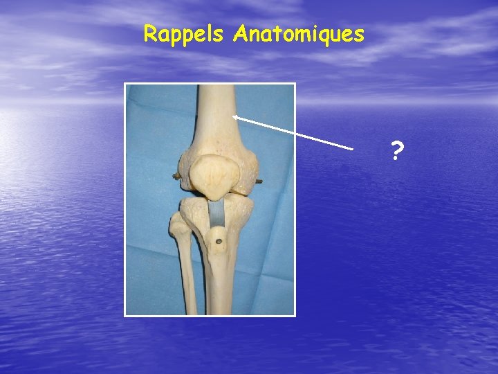 Rappels Anatomiques ? 