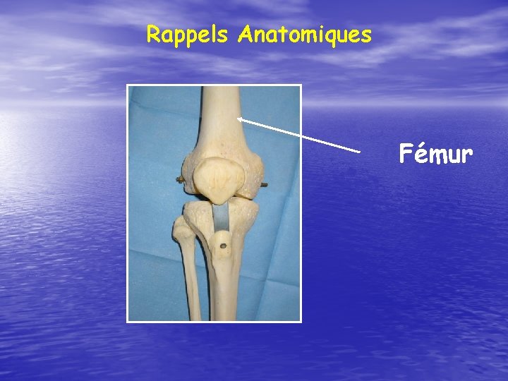 Rappels Anatomiques Fémur 