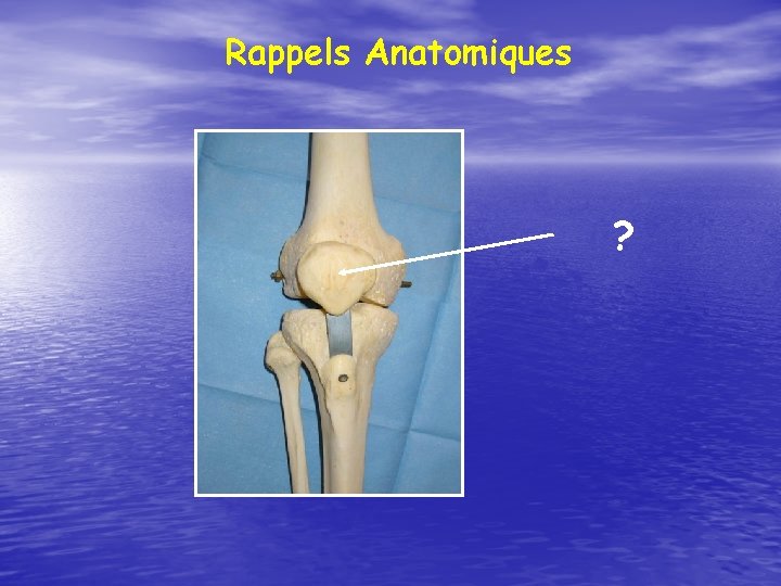 Rappels Anatomiques ? 