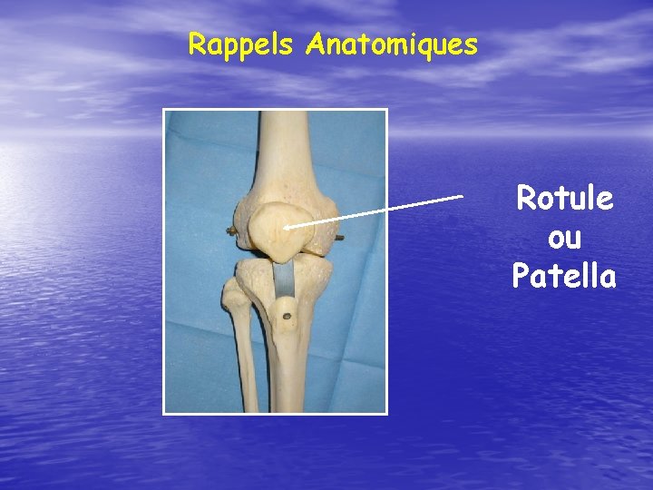 Rappels Anatomiques Rotule ou Patella 