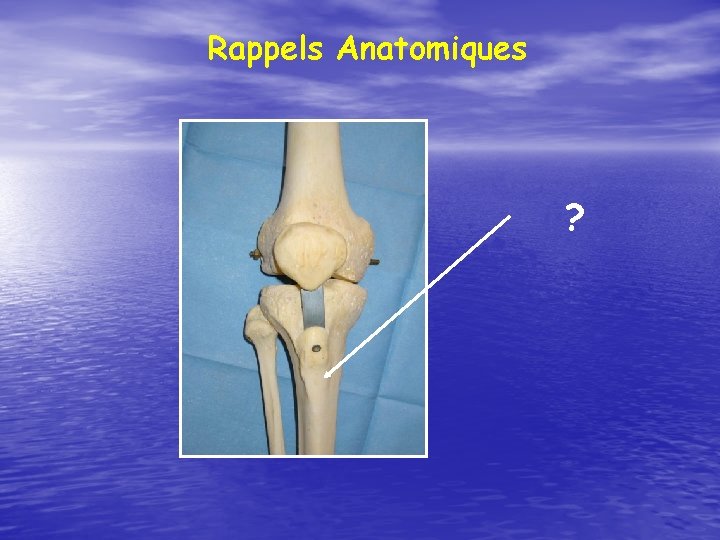 Rappels Anatomiques ? 