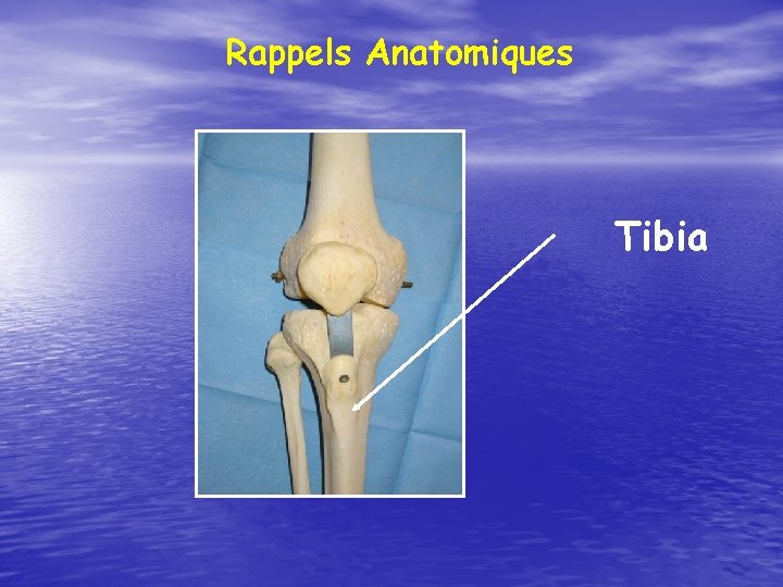 Rappels Anatomiques Tibia 