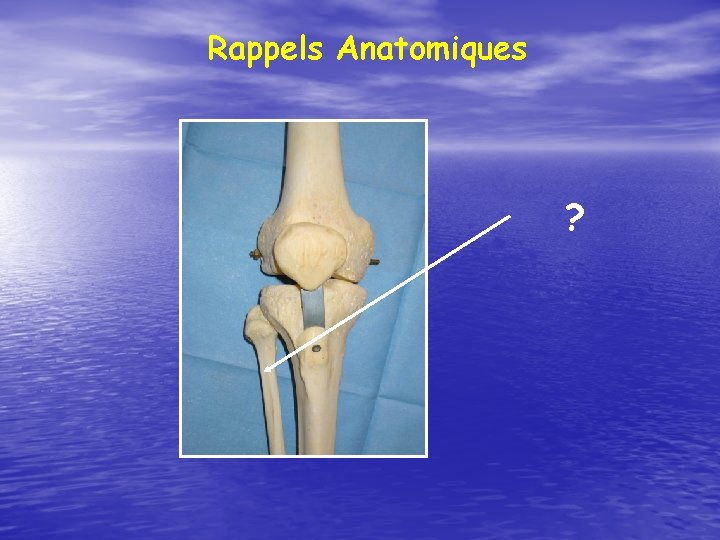 Rappels Anatomiques ? 