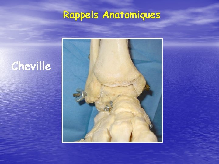 Rappels Anatomiques Cheville 