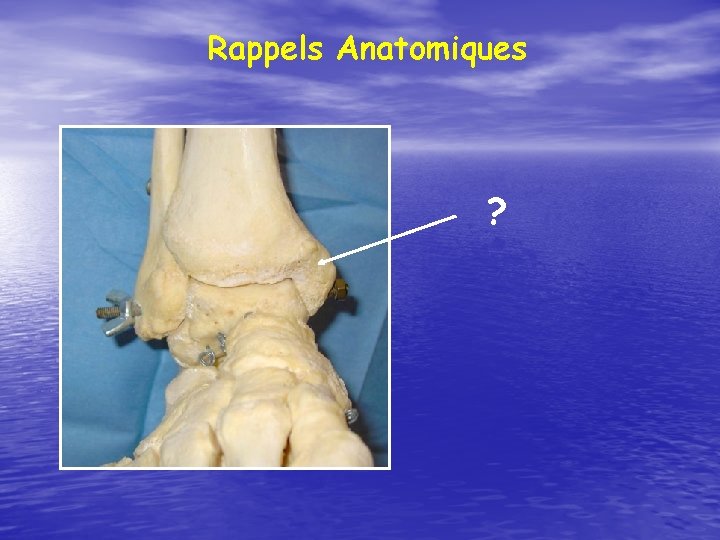 Rappels Anatomiques ? 
