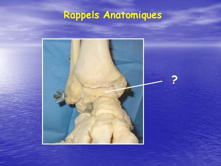 Rappels Anatomiques ? 