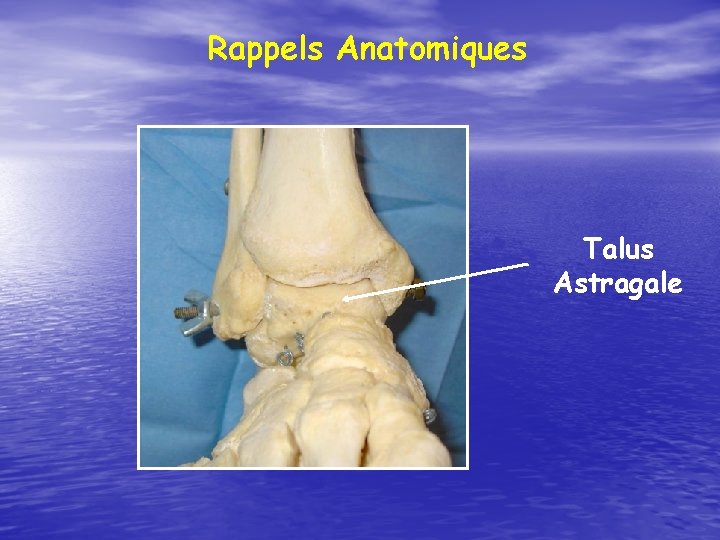 Rappels Anatomiques Talus Astragale 