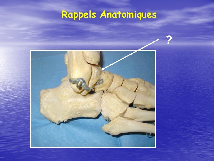 Rappels Anatomiques ? 