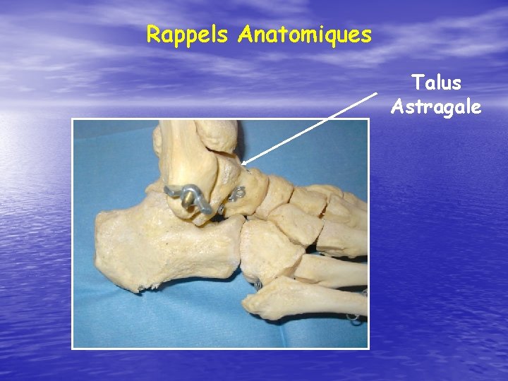 Rappels Anatomiques Talus Astragale 