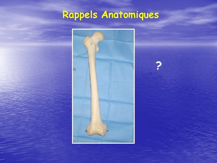 Rappels Anatomiques ? 