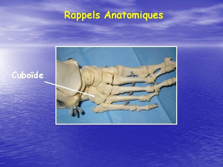 Rappels Anatomiques Cuboïde 